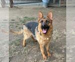 Small #2 German Shepherd Dog Mix