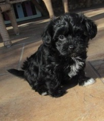 Poodle (Toy)-Yorkshire Terrier Mix Puppy for sale in HOWE, OK, USA