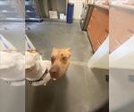 Small Vizsla Mix