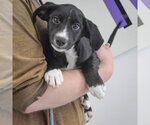 Small #3 Border Collie Mix