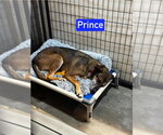 Small Photo #4 German Shepherd Dog-Unknown Mix Puppy For Sale in Foristell, MO, USA