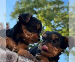 Boxer Puppy for sale in DETROIT, MI, USA