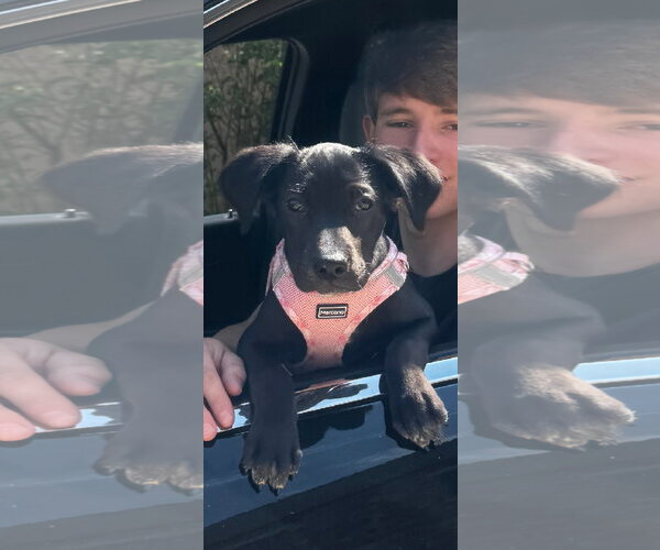 Medium Photo #6 Labrador Retriever-Unknown Mix Puppy For Sale in Tracy City, TN, USA