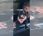 Small #5 Labrador Retriever Mix