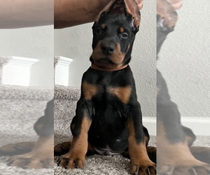 Doberman Pinscher Puppy for Sale in LAS VEGAS, Nevada USA