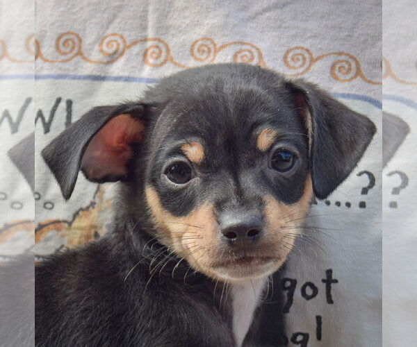 Medium Photo #6 Chipin Puppy For Sale in Huntley, IL, USA