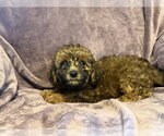 Small #2 Poodle (Miniature) Mix