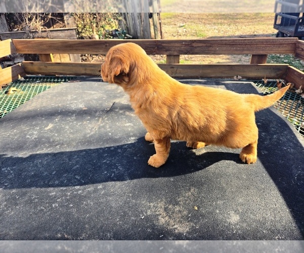 Medium Photo #6 Golden Retriever Puppy For Sale in LEON, KS, USA
