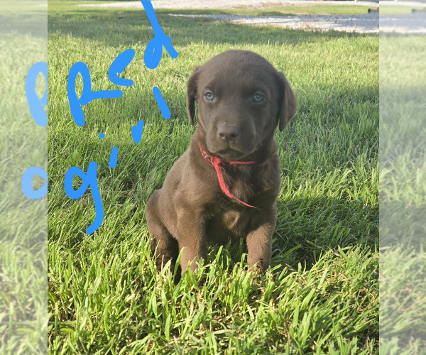 Medium Photo #1 Labrador Retriever Puppy For Sale in COLCORD, OK, USA