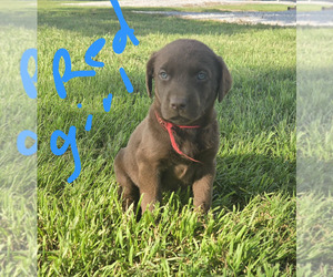 Labrador Retriever Puppy for sale in COLCORD, OK, USA
