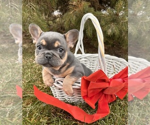 French Bulldog Puppy for sale in MIDDLEBURY, IN, USA