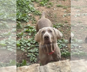 Father of the Weimaraner puppies born on 05/05/2023