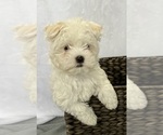Small Photo #5 Maltese Puppy For Sale in CORNERSVILLE, TN, USA
