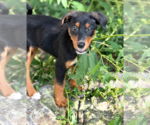 Small #1 Doberman Pinscher Mix