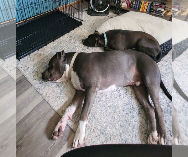 Medium Photo #4 American Pit Bull Terrier-Unknown Mix Puppy For Sale in Fargo, ND, USA