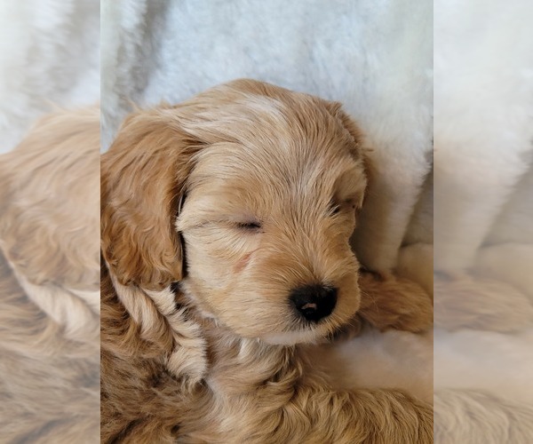 Medium Photo #24 Lhasa Apso Puppy For Sale in PHOENIX, AZ, USA
