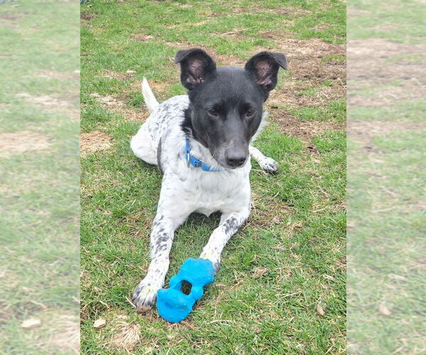 Medium Photo #1 Border Collie-Unknown Mix Puppy For Sale in South Bend, IN, USA