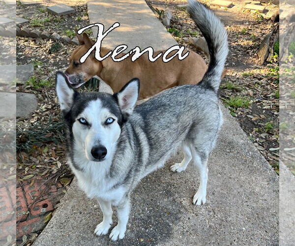Medium Photo #6 Siberian Husky-Unknown Mix Puppy For Sale in HOUSTON, TX, USA