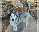 Small #5 Siberian Husky Mix