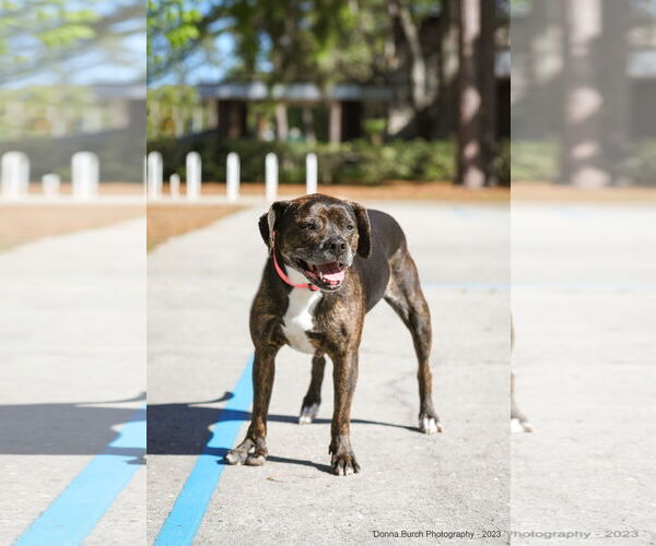 Medium Photo #10 Mutt Puppy For Sale in  Gainesville, FL, USA