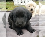 Small Photo #4 Labrador Retriever Puppy For Sale in OLYMPIA, WA, USA