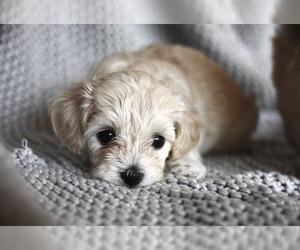 Maltipoo Puppy for sale in LADERA RANCH, CA, USA