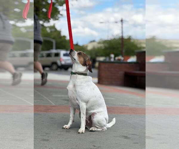 Medium Photo #4 Beagle-Unknown Mix Puppy For Sale in Visalia, CA, USA