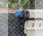 Small Photo #4 Labrador Retriever Puppy For Sale in SAINT AUGUSTINE, FL, USA