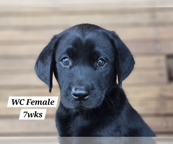 Medium Photo #72 Labrador Retriever Puppy For Sale in EDGEWOOD, TX, USA