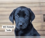Small Photo #72 Labrador Retriever Puppy For Sale in EDGEWOOD, TX, USA