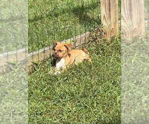 Leela - Female Mutt Dog for Adoption - Photo #9