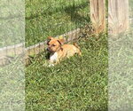 Small Photo #9 Mutt Puppy For Sale in garner, NC, USA