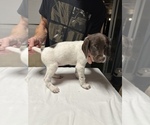 Small Photo #2 German Shorthaired Pointer Puppy For Sale in KERRVILLE, TX, USA