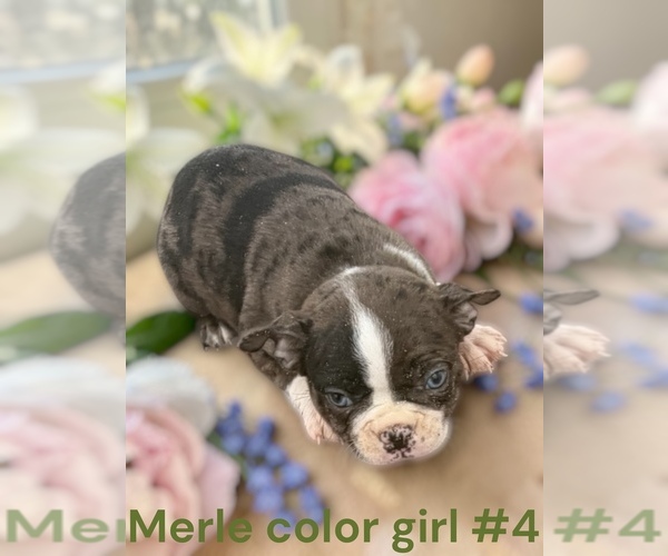 Medium Photo #3 Boston Terrier Puppy For Sale in MONTPELIER, OH, USA
