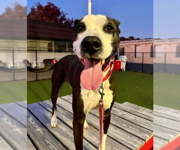 Medium Photo #6 American Bulldog-Labrador Retriever Mix Puppy For Sale in Canton, CT, USA