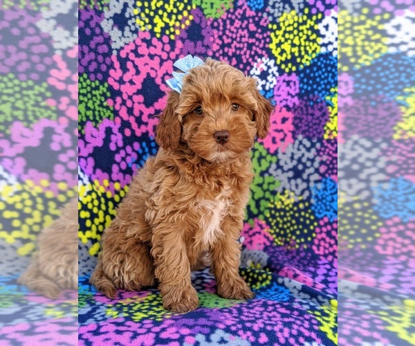 Medium Photo #3 Goldendoodle Puppy For Sale in LEOLA, PA, USA
