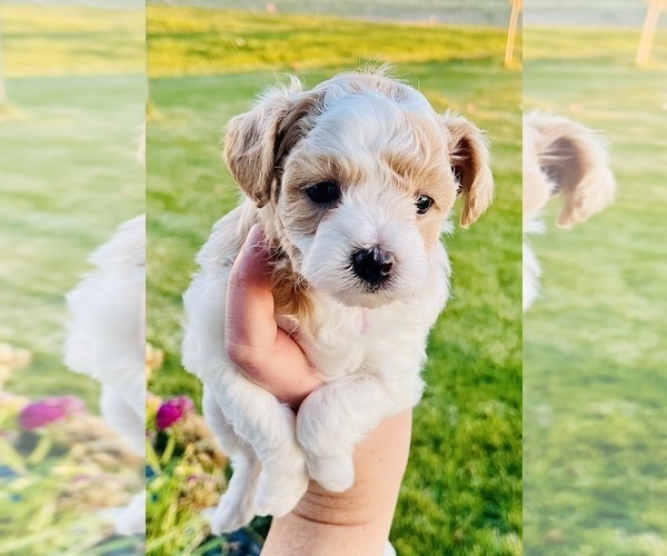 Medium Photo #5 Bichpoo-Yo-Chon Mix Puppy For Sale in RIGBY, ID, USA