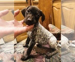 Small Photo #11 German Shorthaired Pointer Puppy For Sale in FLORISSANT, CO, USA