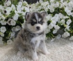 Small #2 Pomsky