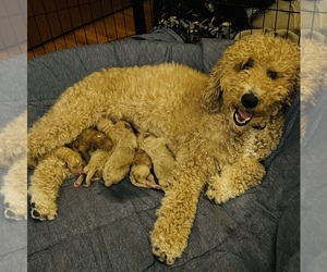 Mother of the Goldendoodle puppies born on 04/09/2025