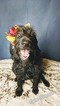 Small Photo #1 Labradoodle Puppy For Sale in FLINT, TX, USA