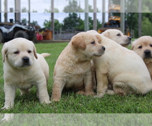 Labrador Retriever Puppy for sale in BARDSTOWN, KY, USA