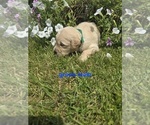 Small #2 Golden Retriever