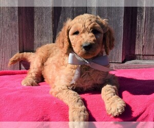 Goldendoodle Puppy for sale in COSHOCTON, OH, USA