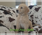 Puppy Green Paw Male Golden Retriever