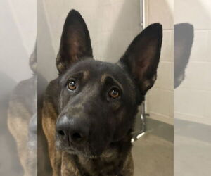 Mutt Dogs for adoption in Petaluma, CA, USA