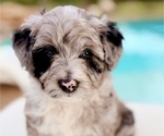 Puppy Poncho Aussie-Poo-Goldendoodle Mix