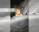 Small #2 Yorkshire Terrier