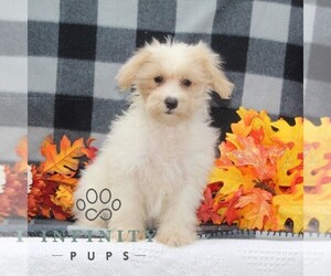 Maltipoo Puppy for sale in RISING SUN, MD, USA