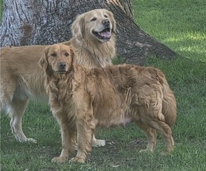 Mother of the Golden Retriever puppies born on 05/02/2025